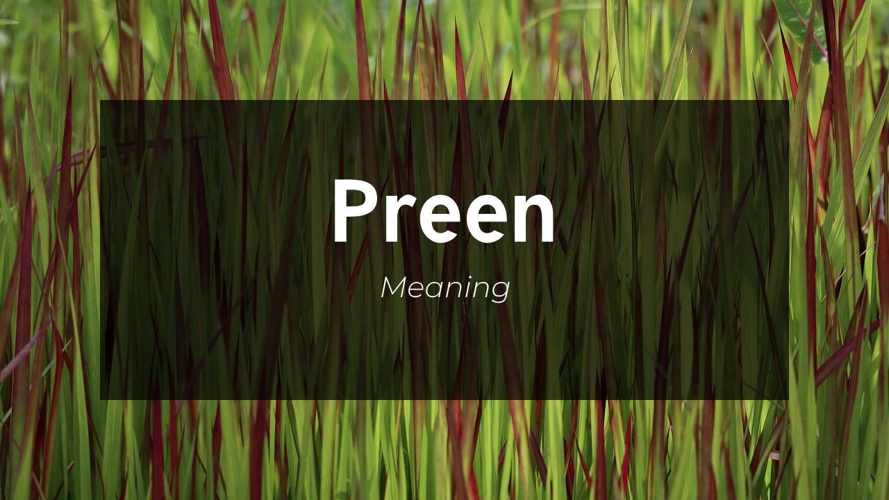 Meaning of Preen and Its Influence on Social Media, Fonts, Instagram, and TikTok